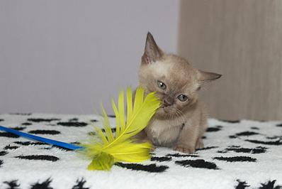 click for enlarge 1282 X 855 94.4 Kb picture