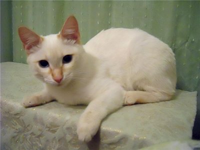 click for enlarge 640 X 480  34.0 Kb picture