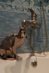 click for enlarge 1017 X 1520 533.4 Kb picture