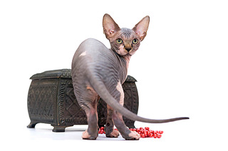 click for enlarge 1920 X 1280 283.0 Kb picture