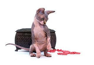 click for enlarge 1920 X 1332 300.1 Kb picture