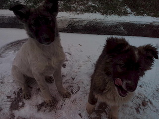 click for enlarge 1920 X 1440 393.7 Kb picture