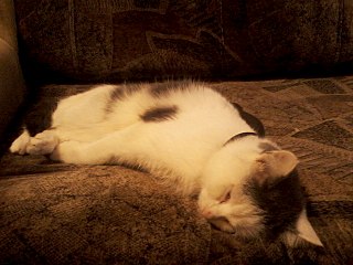 click for enlarge 1280 X 960 188.0 Kb picture