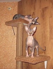 click for enlarge 995 X 1299 445.9 Kb picture