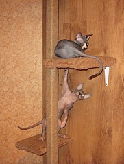 click for enlarge 997 X 1317 428.4 Kb picture