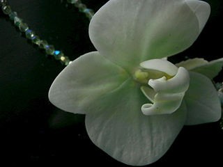 click for enlarge 800 X 600 202.4 Kb picture