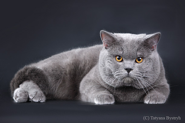 некастрированный британский кот. шотландская вислоухая прививки. британец темно серый. до какого размера вырастают британские коты. толстый британец.