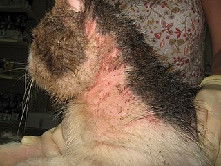 click for enlarge 604 X 453 73.6 Kb picture
