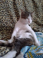 click for enlarge 453 X 604 77.0 Kb picture