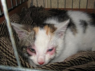 click for enlarge 604 X 453 66.2 Kb picture