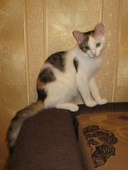 click for enlarge 453 X 604 53.5 Kb picture