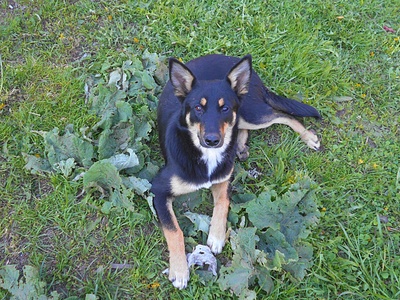 click for enlarge 1280 X 960 671.6 Kb picture