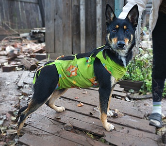 click for enlarge 1746 X 1530 701.1 Kb picture