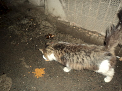 click for enlarge 1920 X 1440 462.0 Kb picture