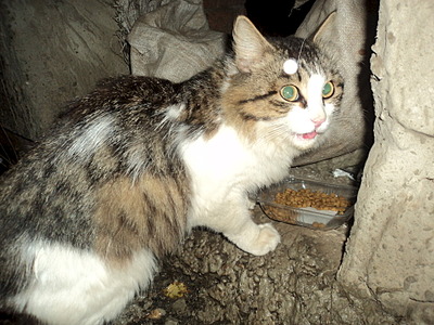 click for enlarge 1920 X 1440 759.0 Kb picture