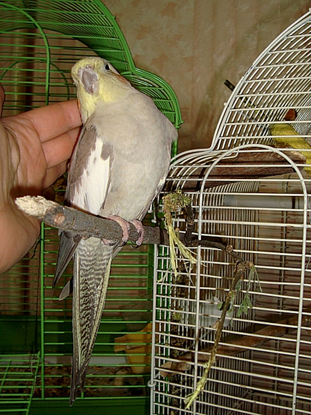 click for enlarge 934 X 1245 990.7 Kb picture