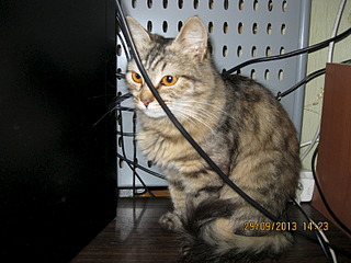 click for enlarge 1600 X 1200 588.8 Kb picture