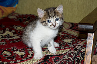 click for enlarge 1536 X 1024 472.8 Kb picture