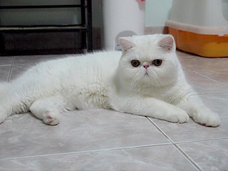 click for enlarge 800 X 600 35.8 Kb picture