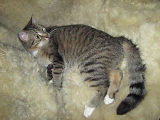 click for enlarge 640 X 480 111.2 Kb picture