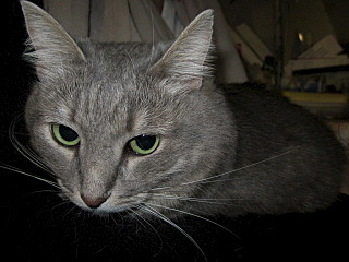 click for enlarge 640 X 480 102.7 Kb picture