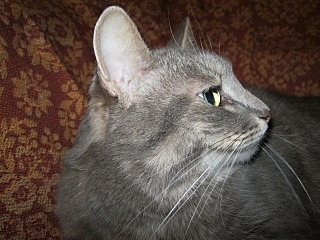 click for enlarge 640 X 480 125.9 Kb picture