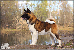 click for enlarge 810 X 543 201.3 Kb picture