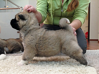 click for enlarge 1010 X 757 286.5 Kb picture