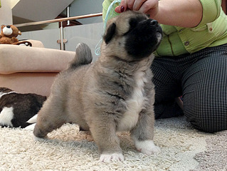 click for enlarge 942 X 707 232.1 Kb picture