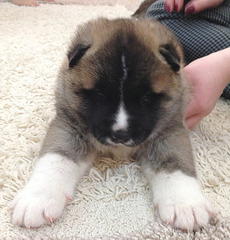 click for enlarge 883 X 921 202.4 Kb picture