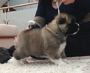 click for enlarge 656 X 534 107.8 Kb picture