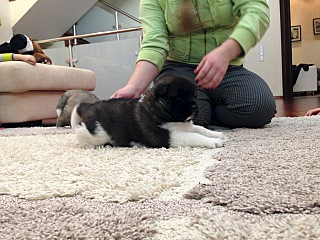 click for enlarge 1280 X 960 334.6 Kb picture