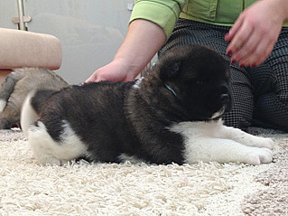 click for enlarge 695 X 522 124.3 Kb picture