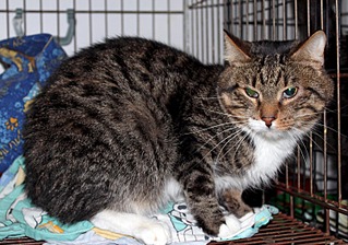 click for enlarge 1500 X 1051 232.1 Kb picture