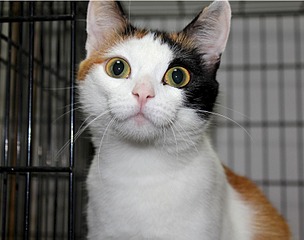 click for enlarge 1500 X 1181 145.8 Kb picture