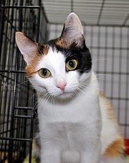 click for enlarge 1181 X 1500 167.3 Kb picture