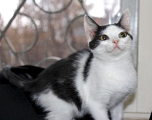 click for enlarge 1500 X 1181 117.5 Kb picture