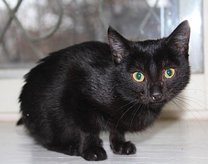 click for enlarge 1500 X 1181 144.8 Kb picture