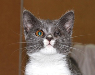 click for enlarge 1500 X 1181 140.1 Kb picture