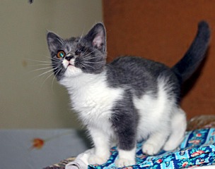 click for enlarge 1500 X 1181 122.7 Kb picture