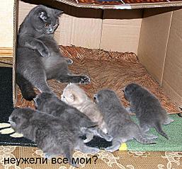 click for enlarge 515 X 480 52.5 Kb picture