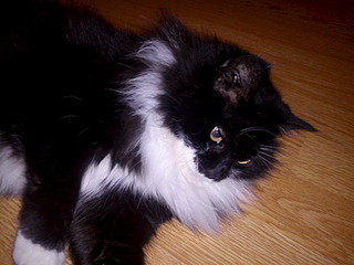 click for enlarge 1920 X 1440 478.8 Kb picture