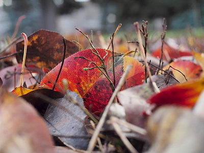 click for enlarge 1920 X 1440 850.8 Kb picture