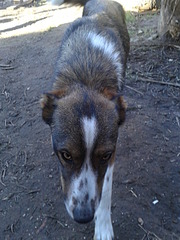 click for enlarge 1920 X 2560 381.5 Kb picture