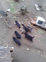 click for enlarge 1920 X 2560 283.5 Kb picture