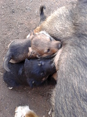 click for enlarge 1920 X 2560 435.2 Kb picture