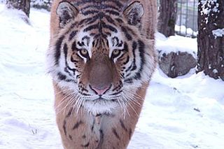 click for enlarge 675 X 450  44.7 Kb picture