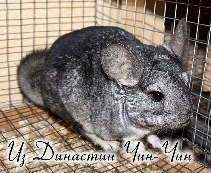 click for enlarge 786 X 644 156.0 Kb picture