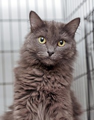 click for enlarge 1181 X 1500 152.5 Kb picture