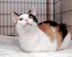 click for enlarge 1500 X 1181 135.0 Kb picture